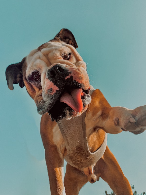 an adorable picure of a bulldog from underneath as they are standing over the camera, with tan and white fur